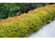 Голдфлейм спирея японская(Spiraea japonica Goldflame)(20-40/3л)