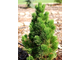 Сосна белокорая (боснийская) (Pinus leucodermis)