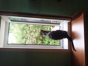 Ориенталы Неро и Беляш