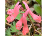 Corydalis solida “Фламинго”