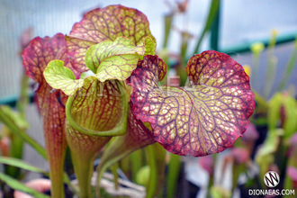 Sarracenia hybrid 7