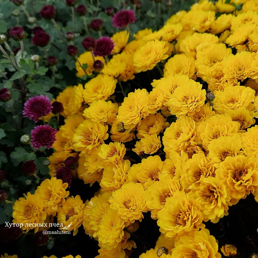 Chrysanthemum Gigi yellow  Хризантема мультифлора Джиджи Еллоу