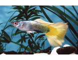 Гуппи желтая германская (Poecilia reticulata) German Yellow Guppy Male &quot;импорт самцы&quot;