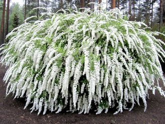 Грефшейм спирея серая(Spiraea cinerea Grefsheim)(40-60/3л)