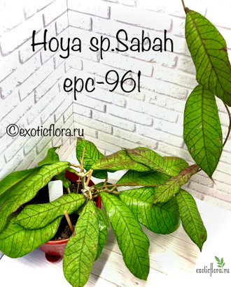 Hoya sp . Sabah (EPC-961)