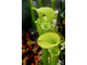 Sarracenia Alata hybrid 1