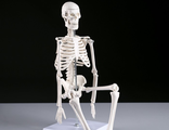 Макет &quot;Скелет человека&quot; 45см, 12 см × 12 см × 45 см