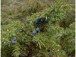 Можжевельник (Juniperus communis), Индия, хвоя (5 мл) - 100% натуральное эфирное масло