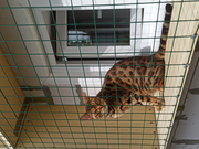 Франк на прогулке