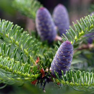 Пихта бальзамическая эфирное масло | Fir Needle oil Balsam