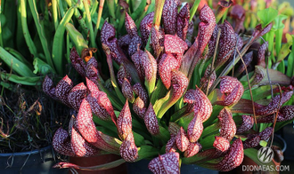 Sarracenia Scarlet Belle