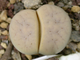 Lithops gracilidelineata C262 - 10 семян