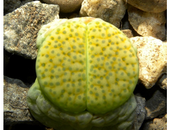 Lithops fulviceps 'aurea' C363 (D=10mm)