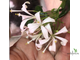 Turraea obtusifolia / туррея туполистная