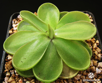 Pinguicula Emarginata