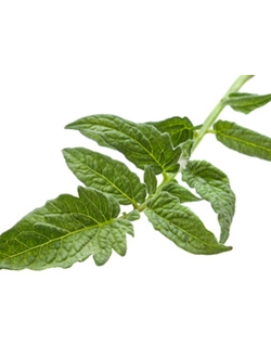 Tomato Leaf (KAE) / Томатный лист аккорд