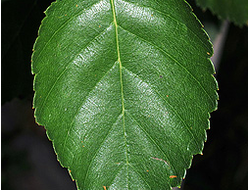 Birch Leaf Givco 166/2
