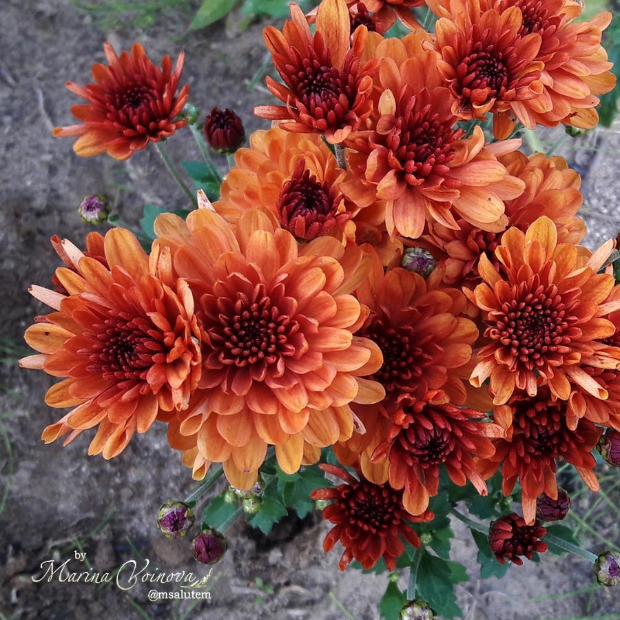 Chrysanthemum Bransound Dark Orange