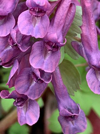 Corydalis solida &quot;Аида&quot;