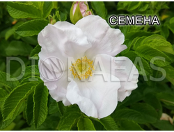 Rose rugosa Alba