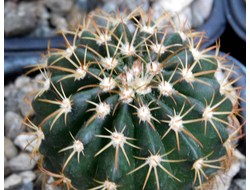 Melocactus disciformis (D=35-40мм)