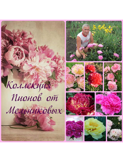 ПИОНЫ сентябрь 2026 года