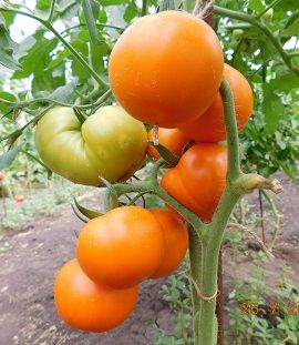 Урожайный томат "Персик"
