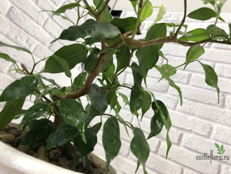 Ficus Benjamina Wiandi / фикус вианди