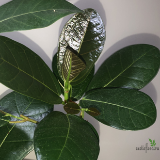 Ficus sp.(T01) Indonesia / Фикус Индонезия природник