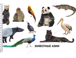 Фетр с рисунком "Животные Азии"