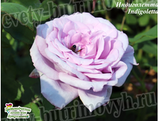 Плетистые розы - Сорт Индиголетта (Indigoletta).