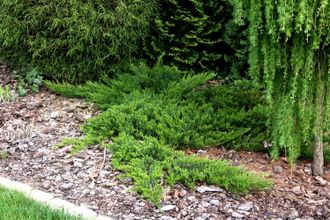 Broadmoor можжевельник казацкий (Juniperus sabina Broadmoor)