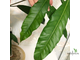 Ficus (T18) Mango leaf / фикус Нервоза