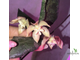 Hoya Undulata sarawak Borneo
