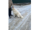 Пиренейская горная собака Мишель - уехал домой - 22.12. 2017 г.