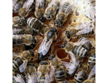 Пчелиные матки