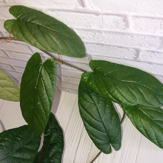 Ficus sp.(T25) aff villosus (big leaf)