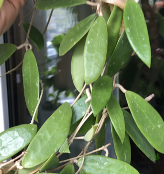 Hoya Parasitica ‘Northabli’