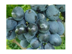 виноград сорт Маринка