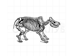 штамп винтажный скелет носорога