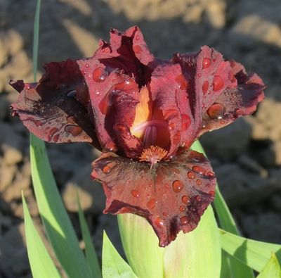 ПРЫСМАК МОККО/ PRYSMAK MOKKO Яковчук С.’11