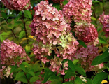 Мэджикал Кэндл гортензия метельчатая (Hydrangea paniculata `Magical Candle`)