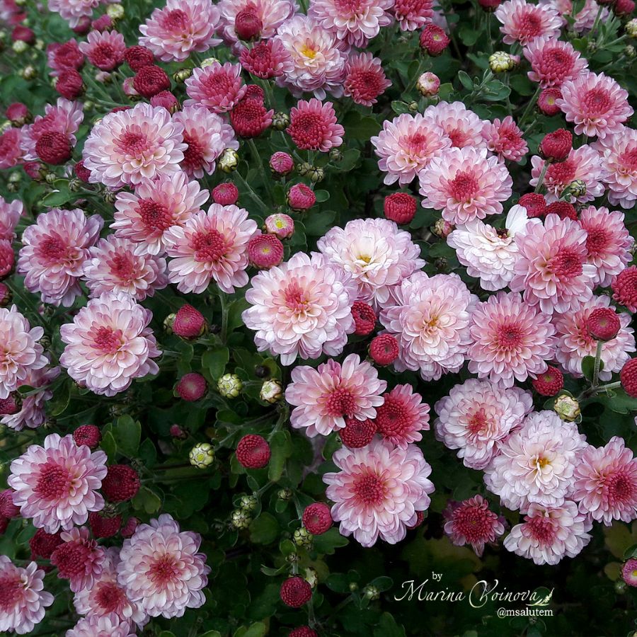 Chrysanthemum Gigi Pink  Хризантема мультифлора Джиджи Пинк