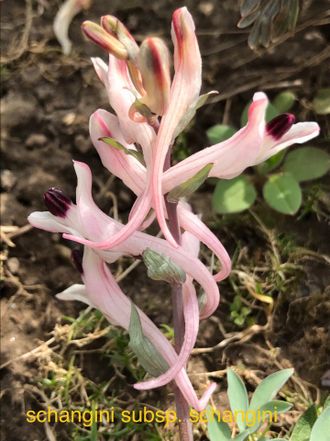 Corydalis schangini