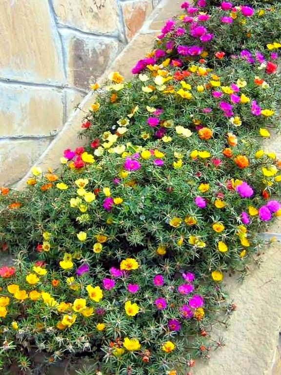 Рассада ОДНОЛЕТНИХ ЦВЕТОВ - Портулак