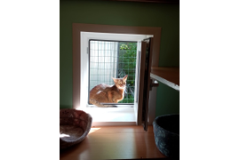 Бенгальский Франк