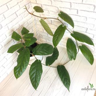 Ficus sp.(T25) aff villosa (big leaf) / фикус виллоза крупный лист