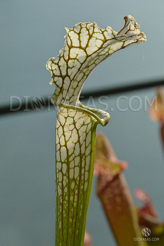 Sarracenia leucophylla Citronelle