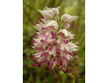 Башмачок(Orchidaceae)
