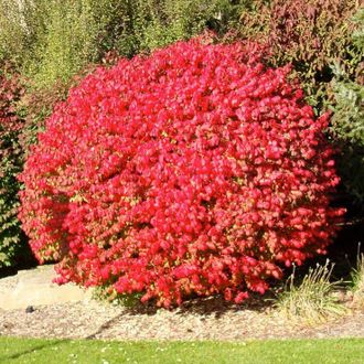 Бересклет крылатый(Euonymus alatus)  3л(60-80)